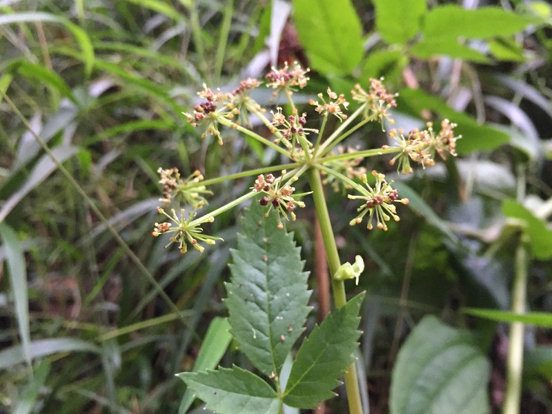 Arracacia annulata photo 4