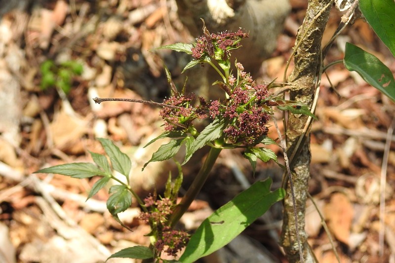 Arracacia annulata photo 6