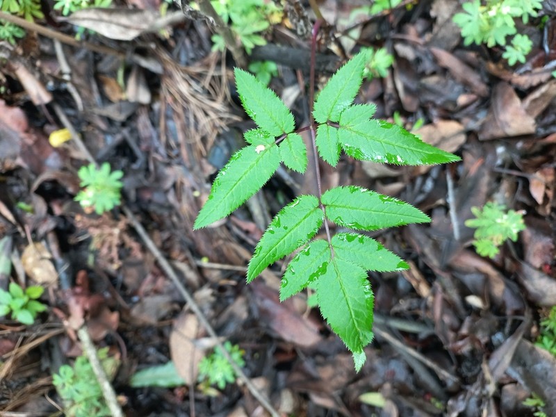 Arracacia atropurpurea