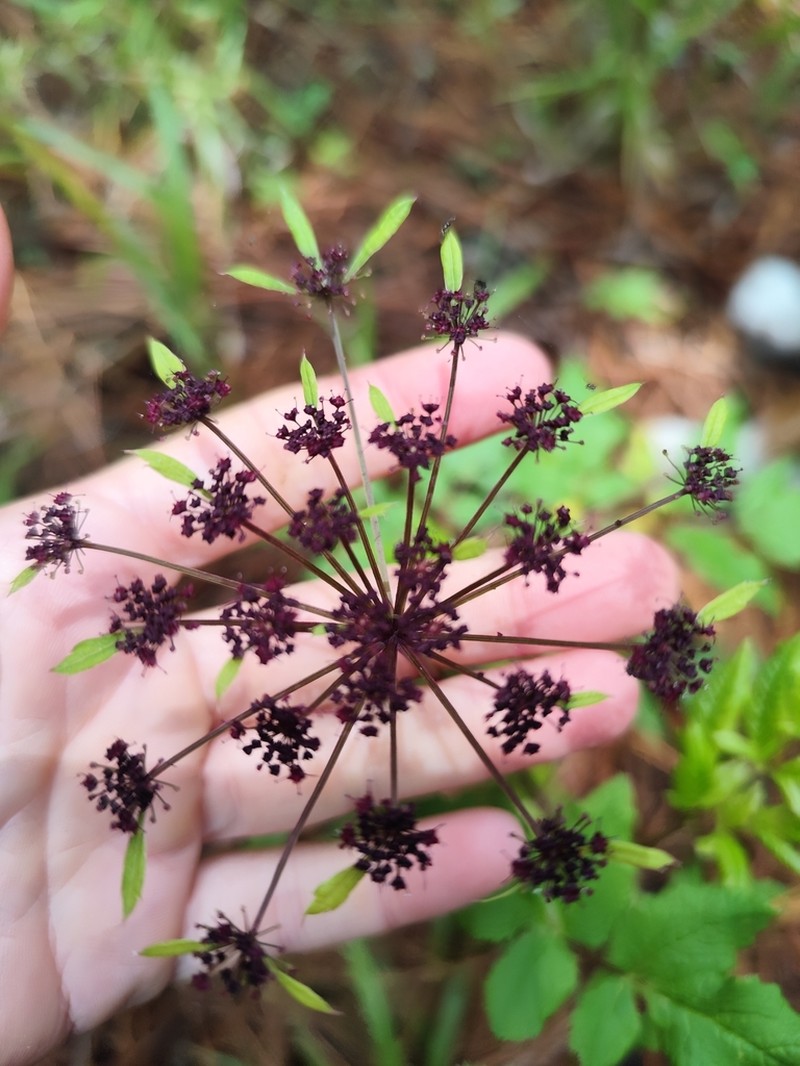 Arracacia atropurpurea photo 2