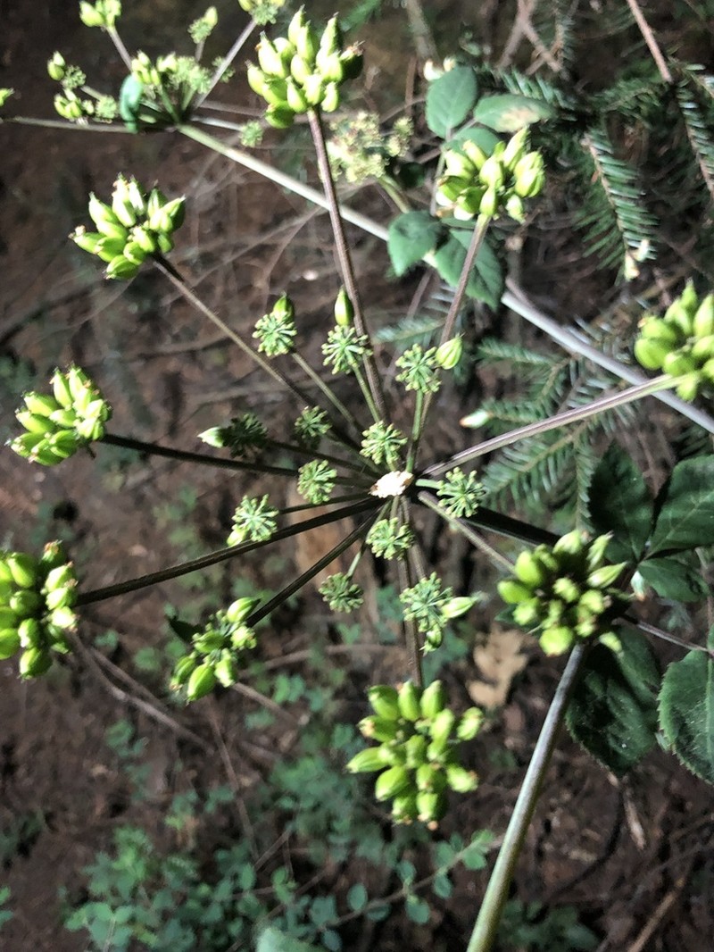 Arracacia atropurpurea photo 3