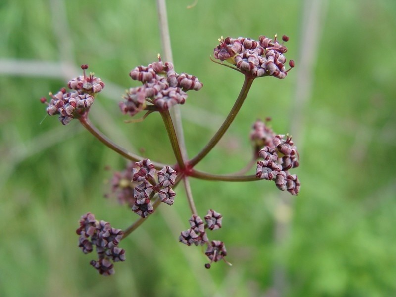 Arracacia atropurpurea photo 4