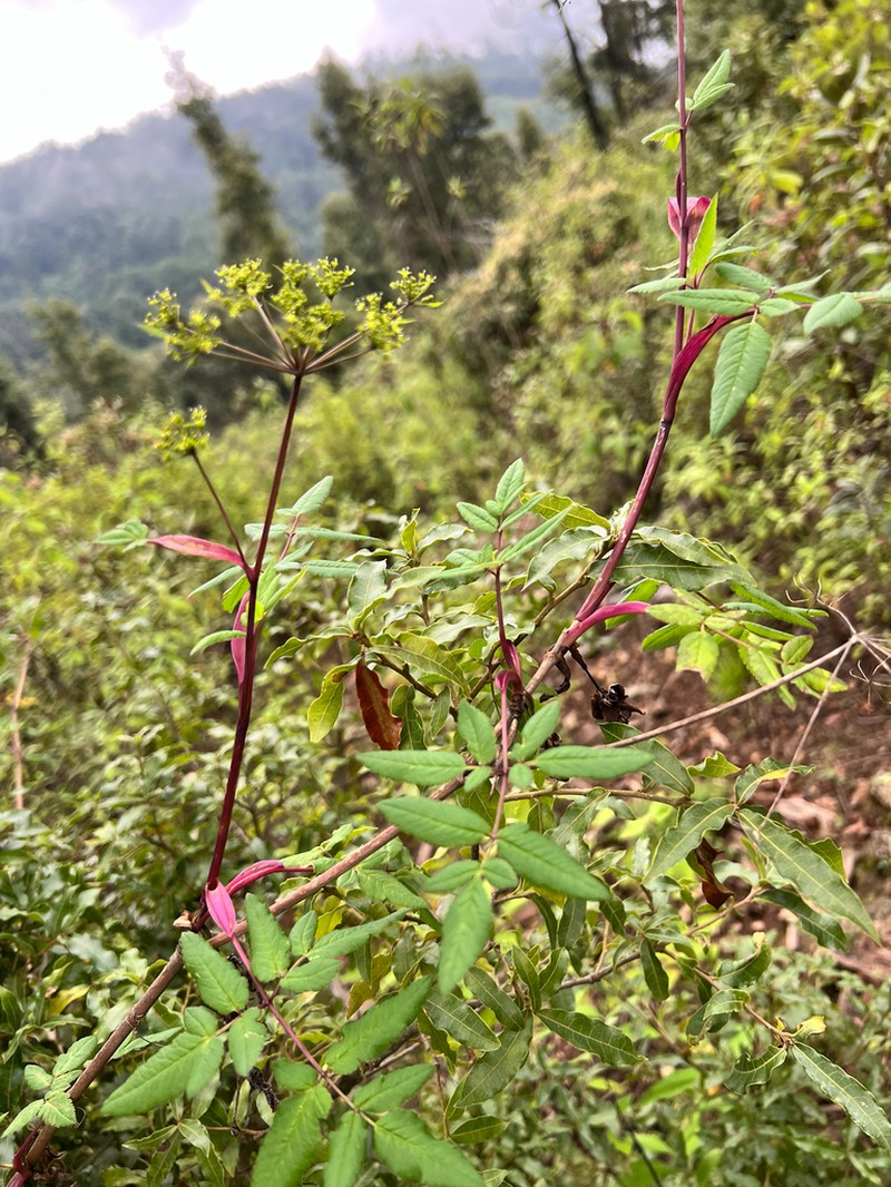 Arracacia atropurpurea photo 5