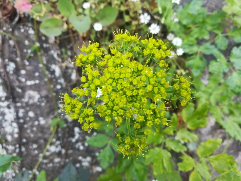 Arracacia atropurpurea photo 6