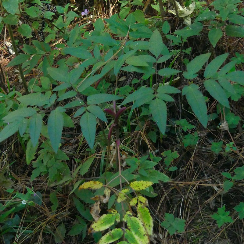 Arracacia atropurpurea photo 7