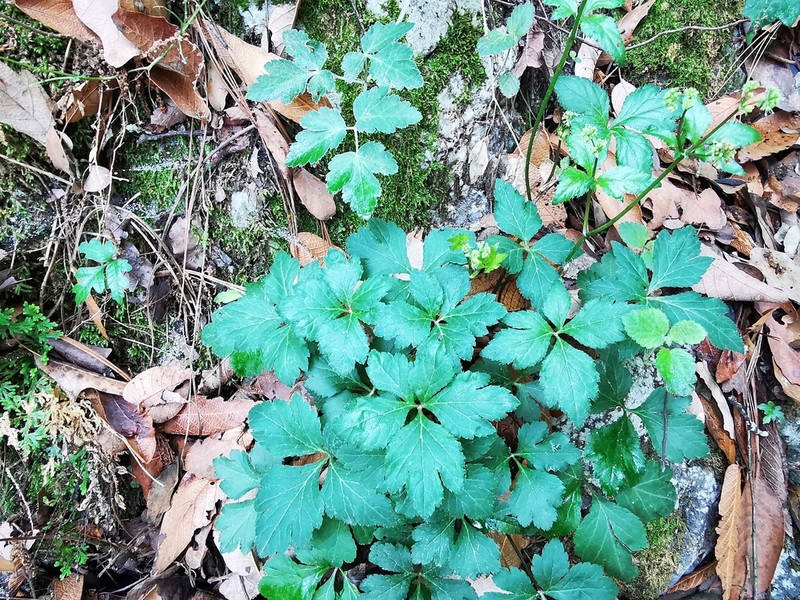 Arracacia atropurpurea photo 8