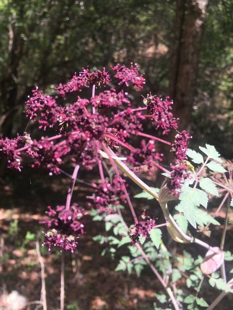 Arracacia bracteata photo 2