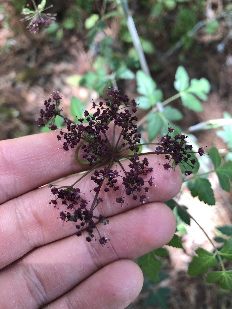 Arracacia bracteata photo 4
