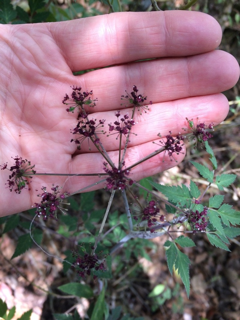 Arracacia bracteata photo 6