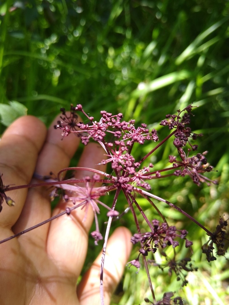 Arracacia bracteata photo 7
