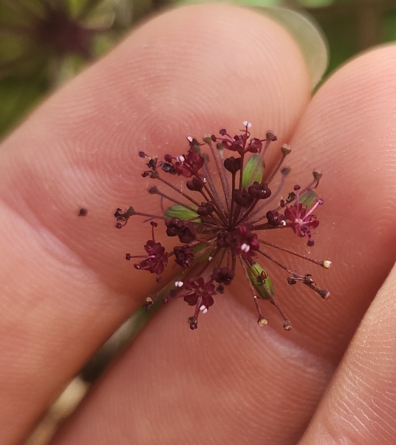 Arracacia bracteata photo 8