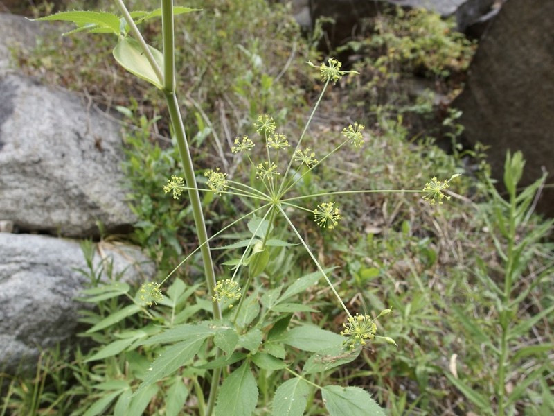 Arracacia brandegeei