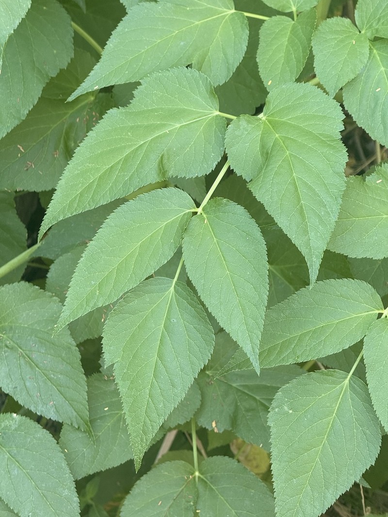 Arracacia brandegeei photo 2