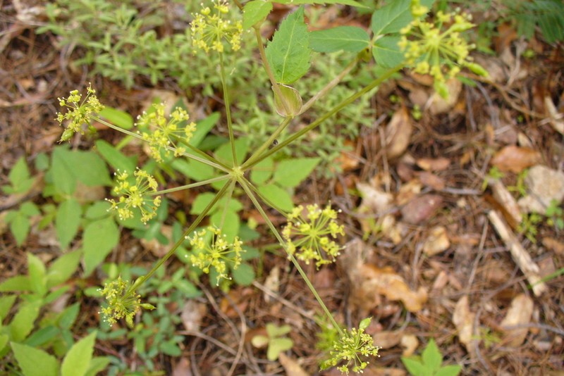 Arracacia brandegeei photo 3