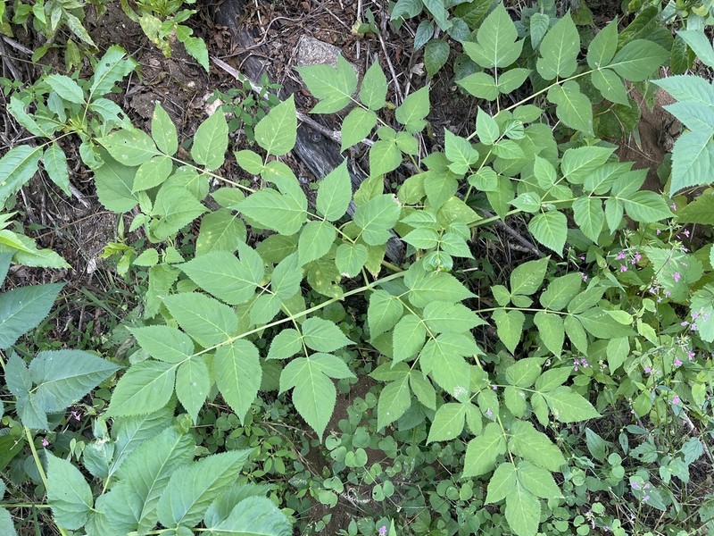 Arracacia brandegeei photo 4