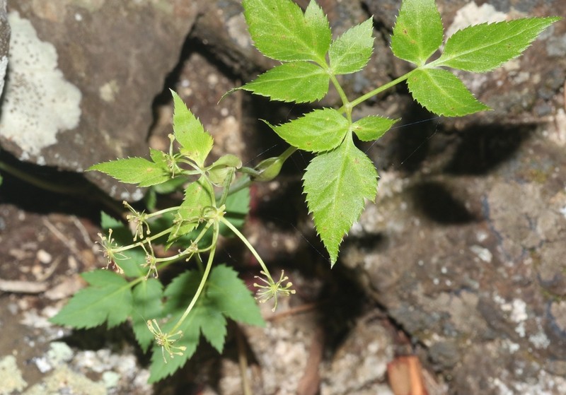Arracacia brandegeei photo 5