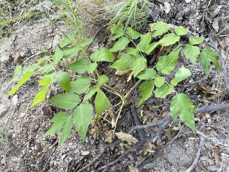 Arracacia brandegeei photo 6