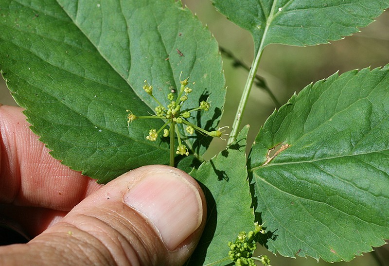 Arracacia brandegeei photo 7