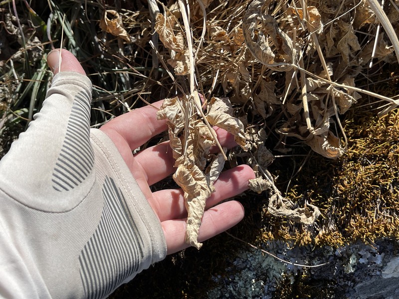 Arracacia brandegeei photo 8