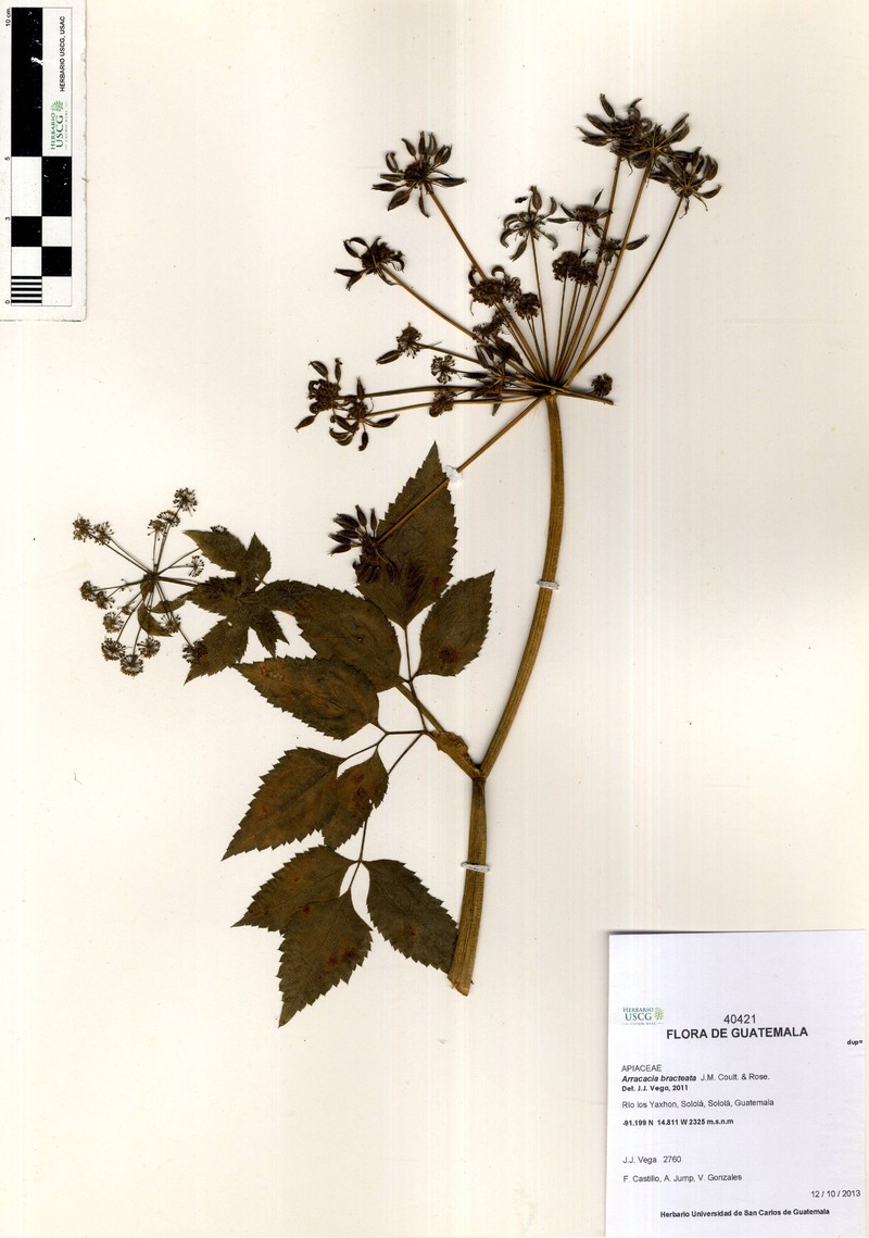 Arracacia chiapensis