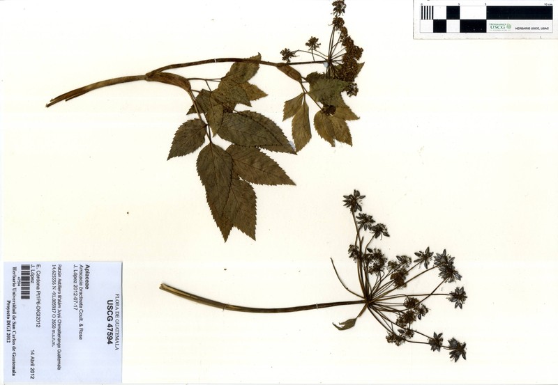 Arracacia chiapensis photo 2