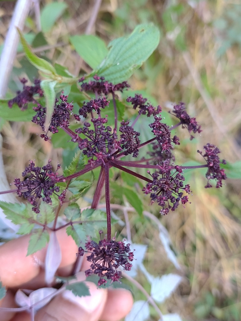 Arracacia chiapensis photo 5