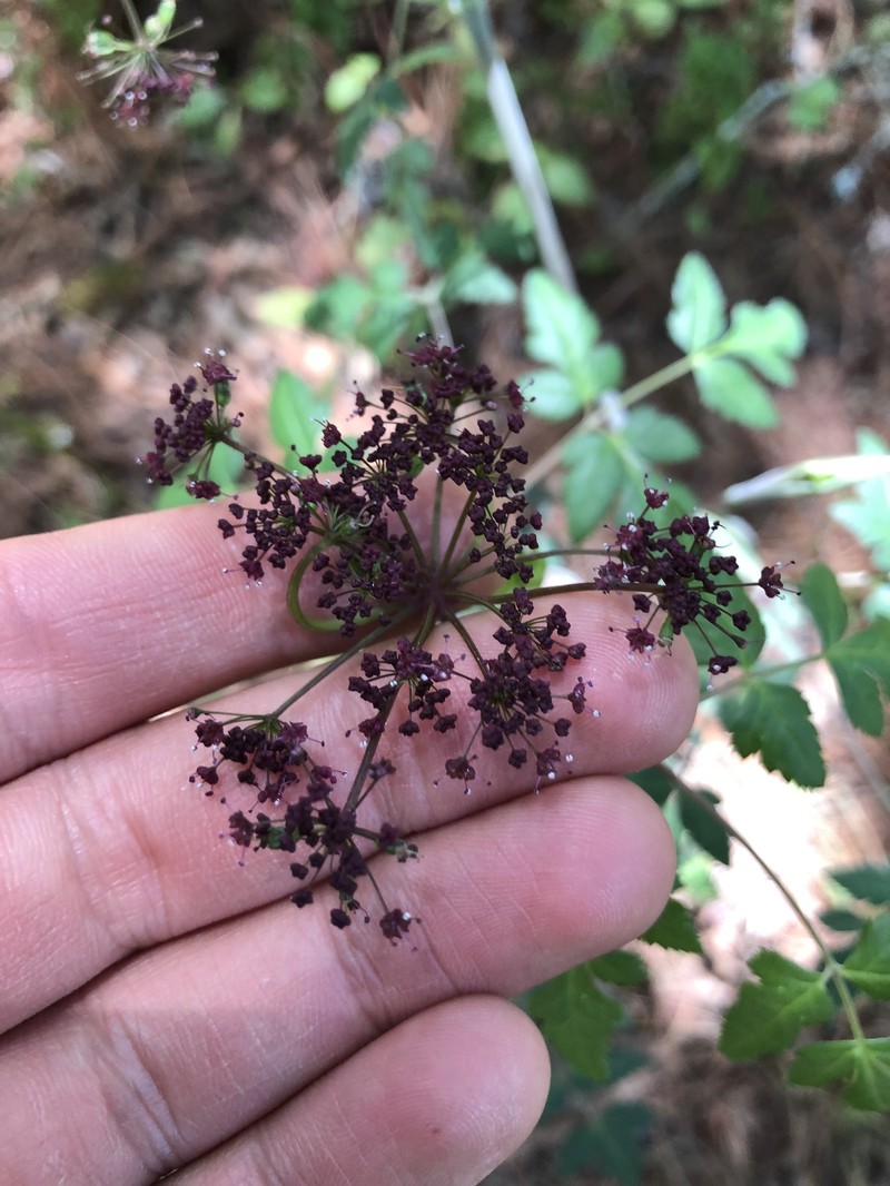 Arracacia chiapensis photo 6