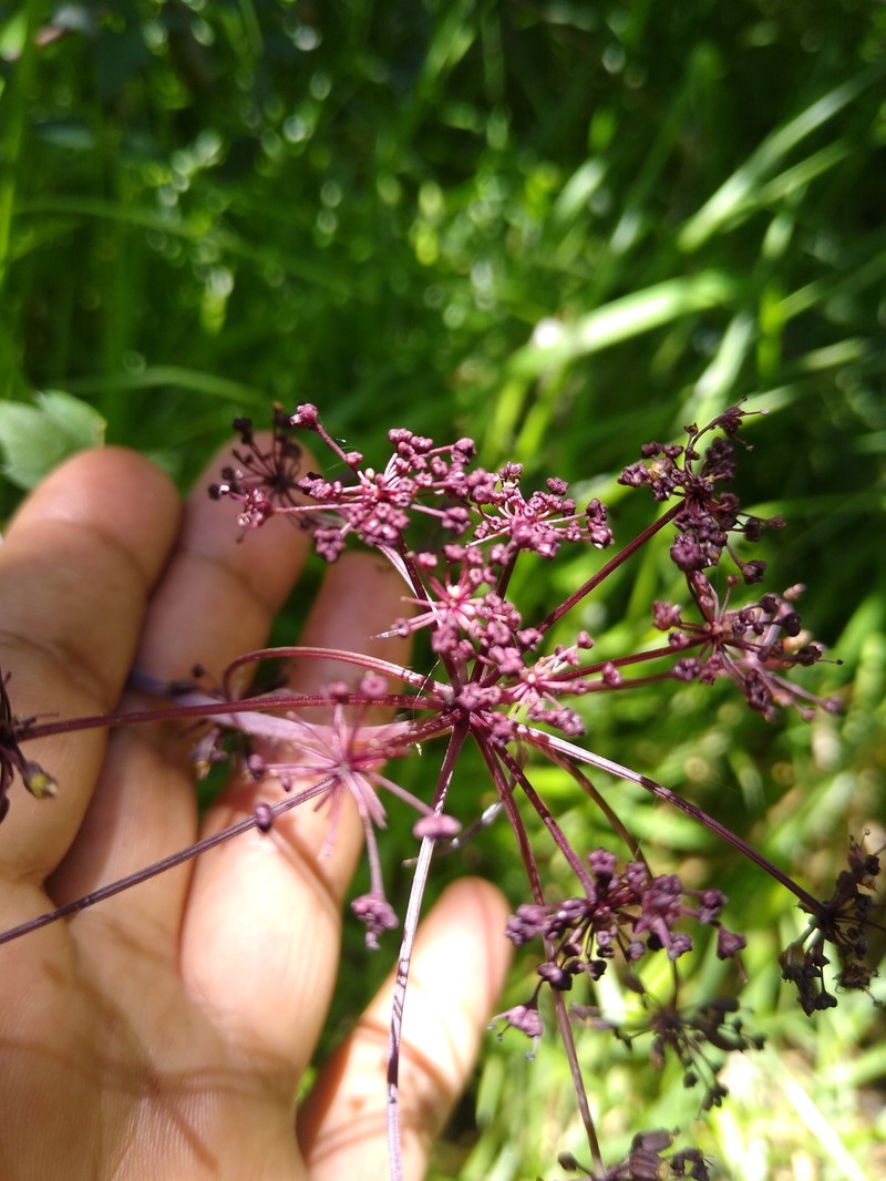 Arracacia chiapensis photo 7