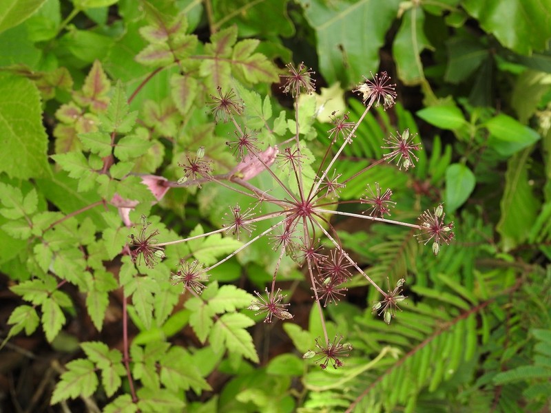 Arracacia chiapensis photo 8