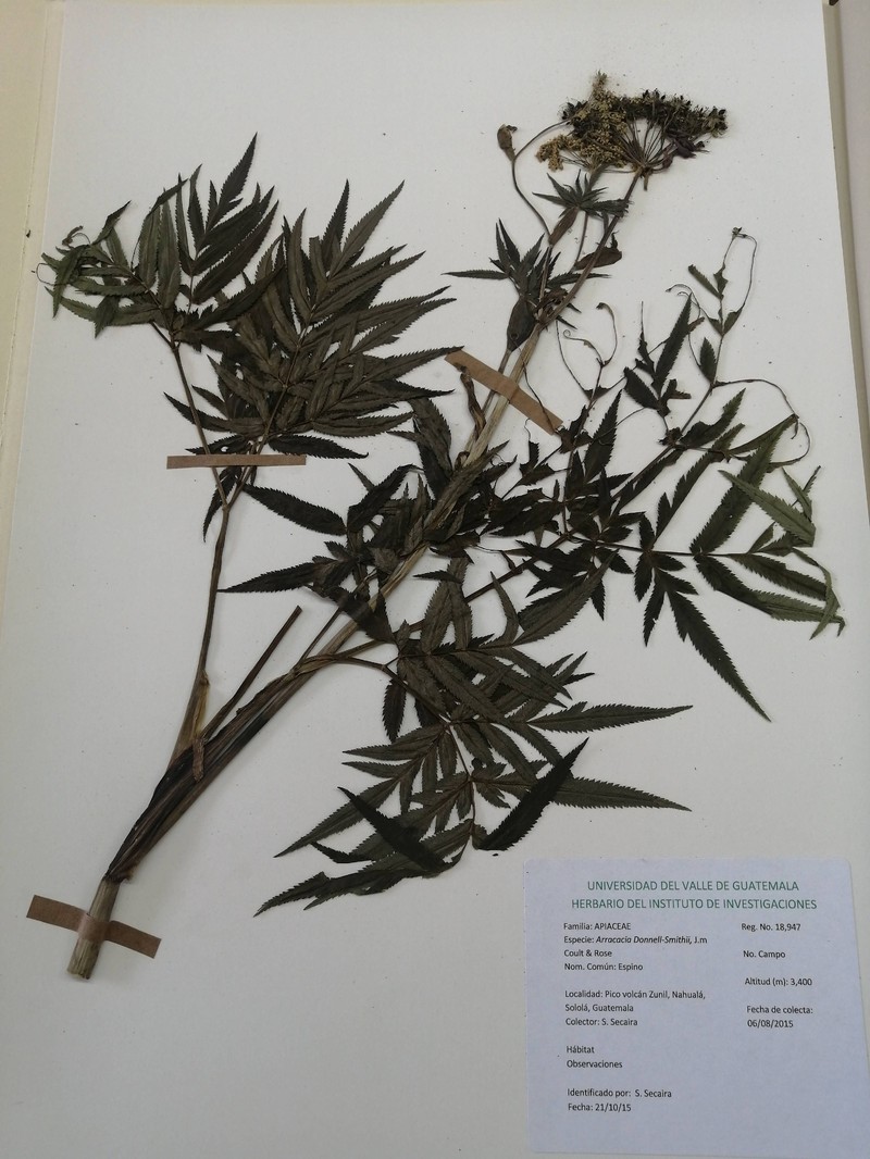 Arracacia donnell-smithii