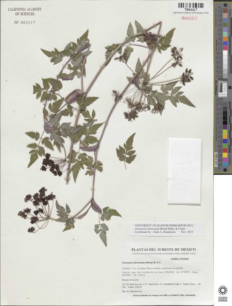 Arracacia ebracteata