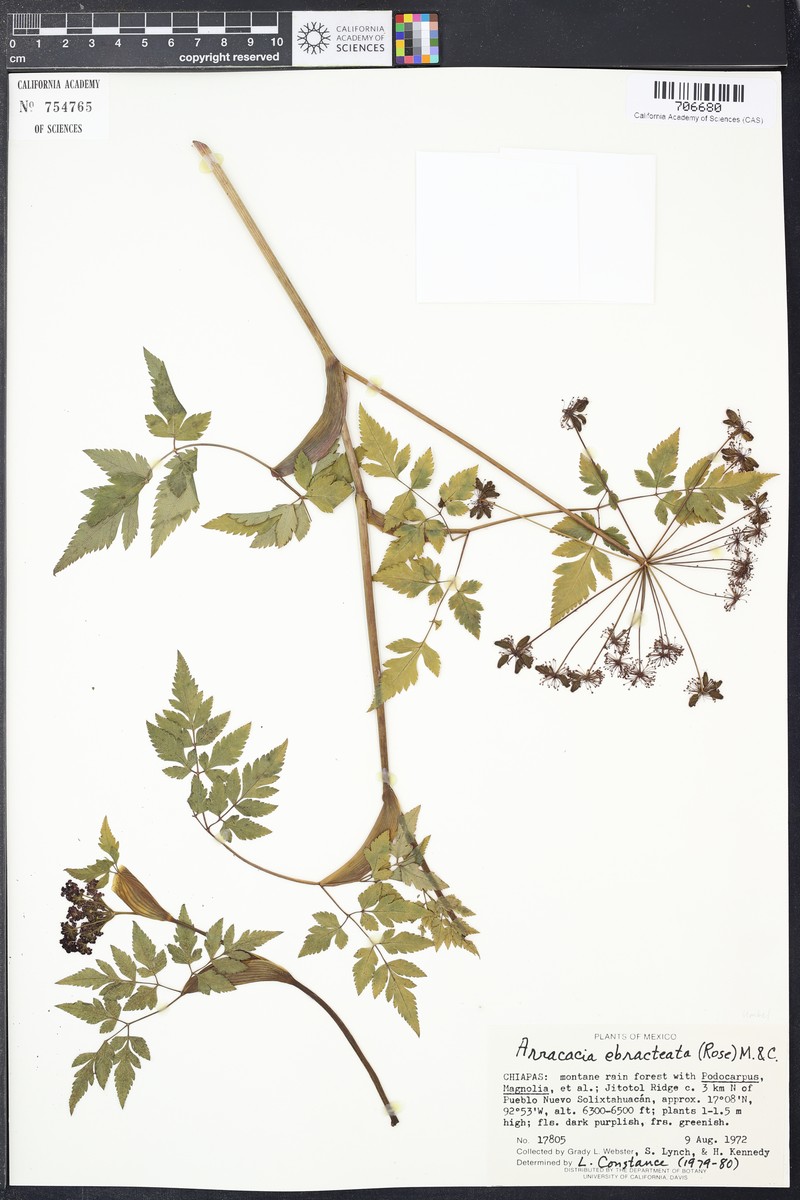 Arracacia ebracteata photo 2