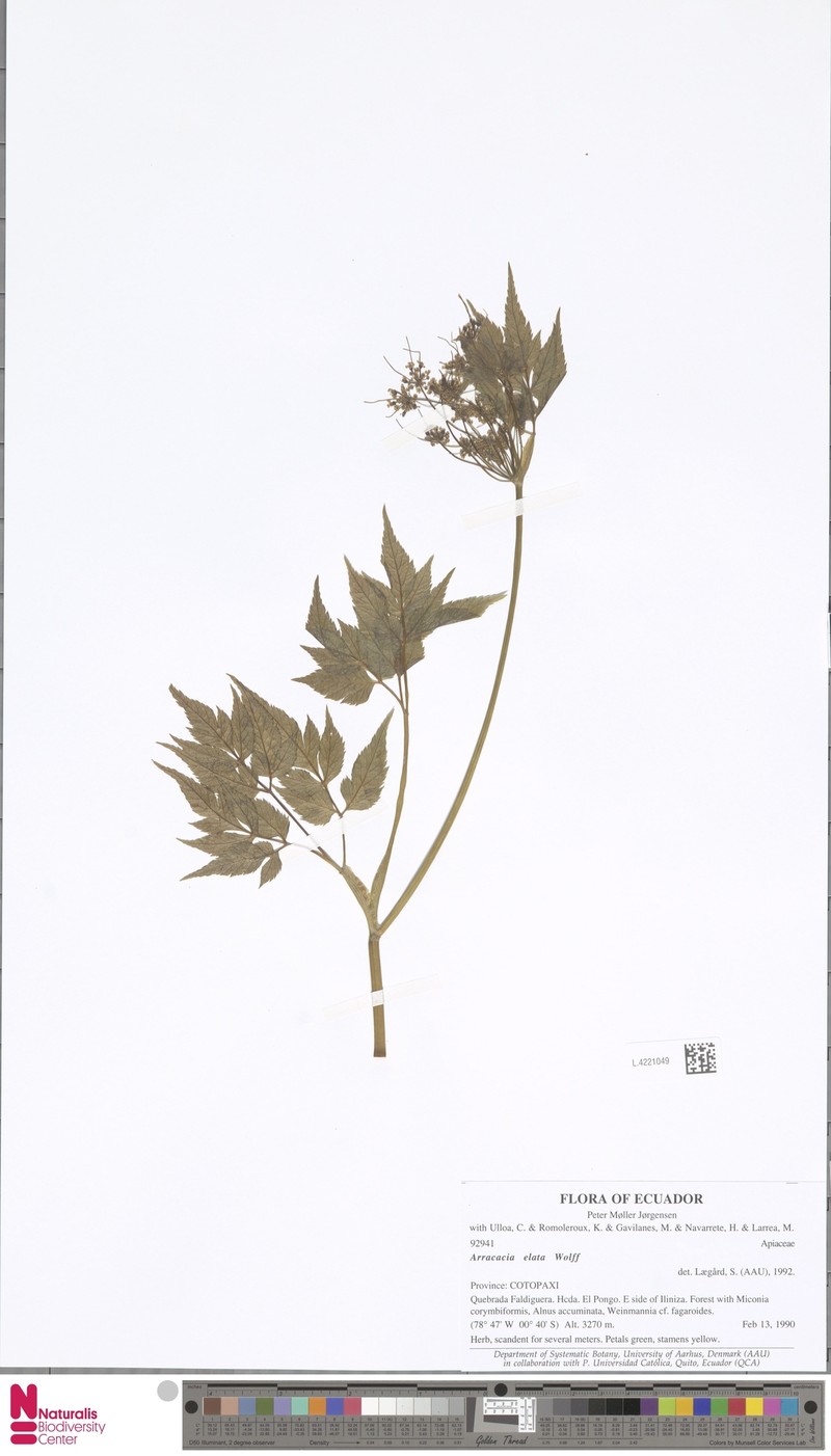 Arracacia elata