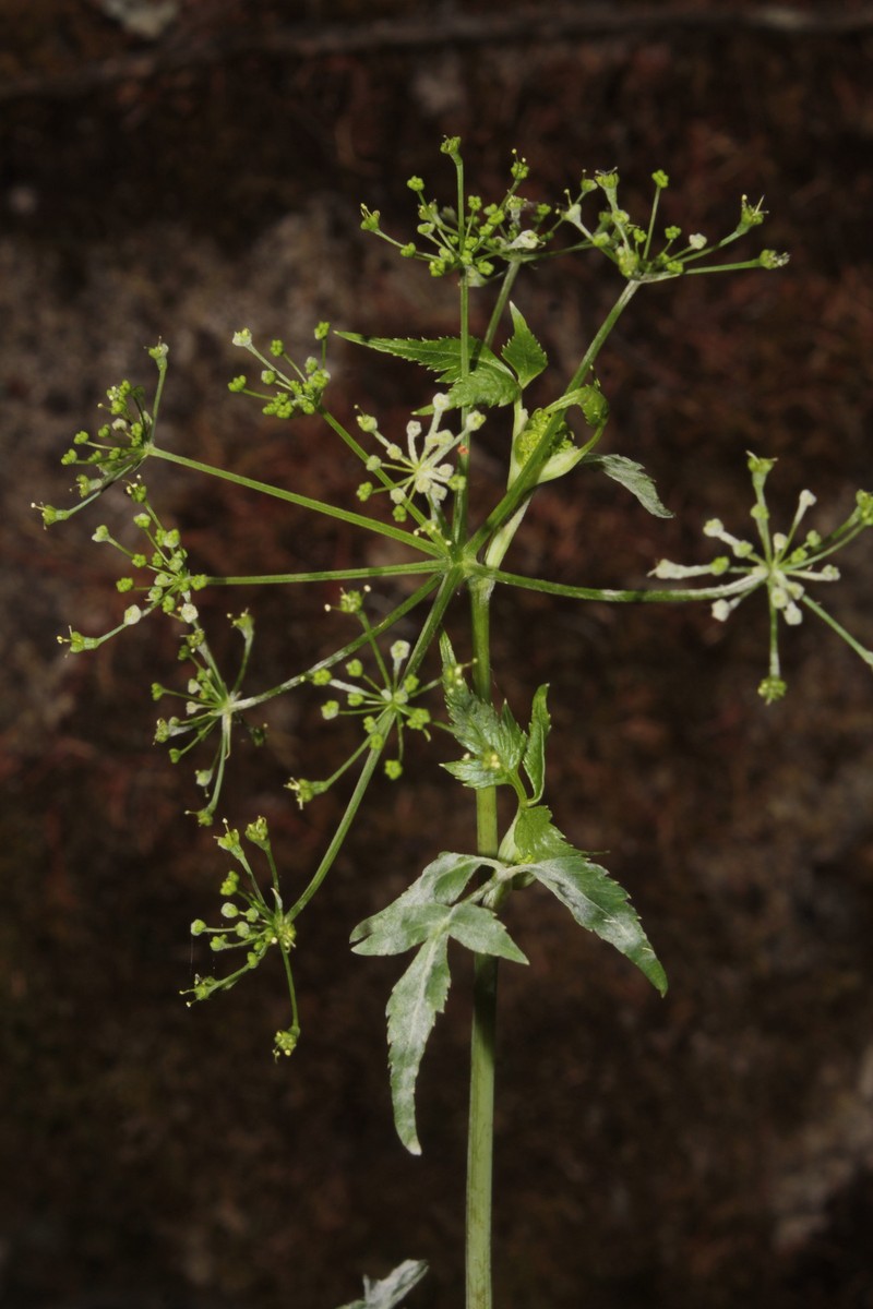 Arracacia filipes