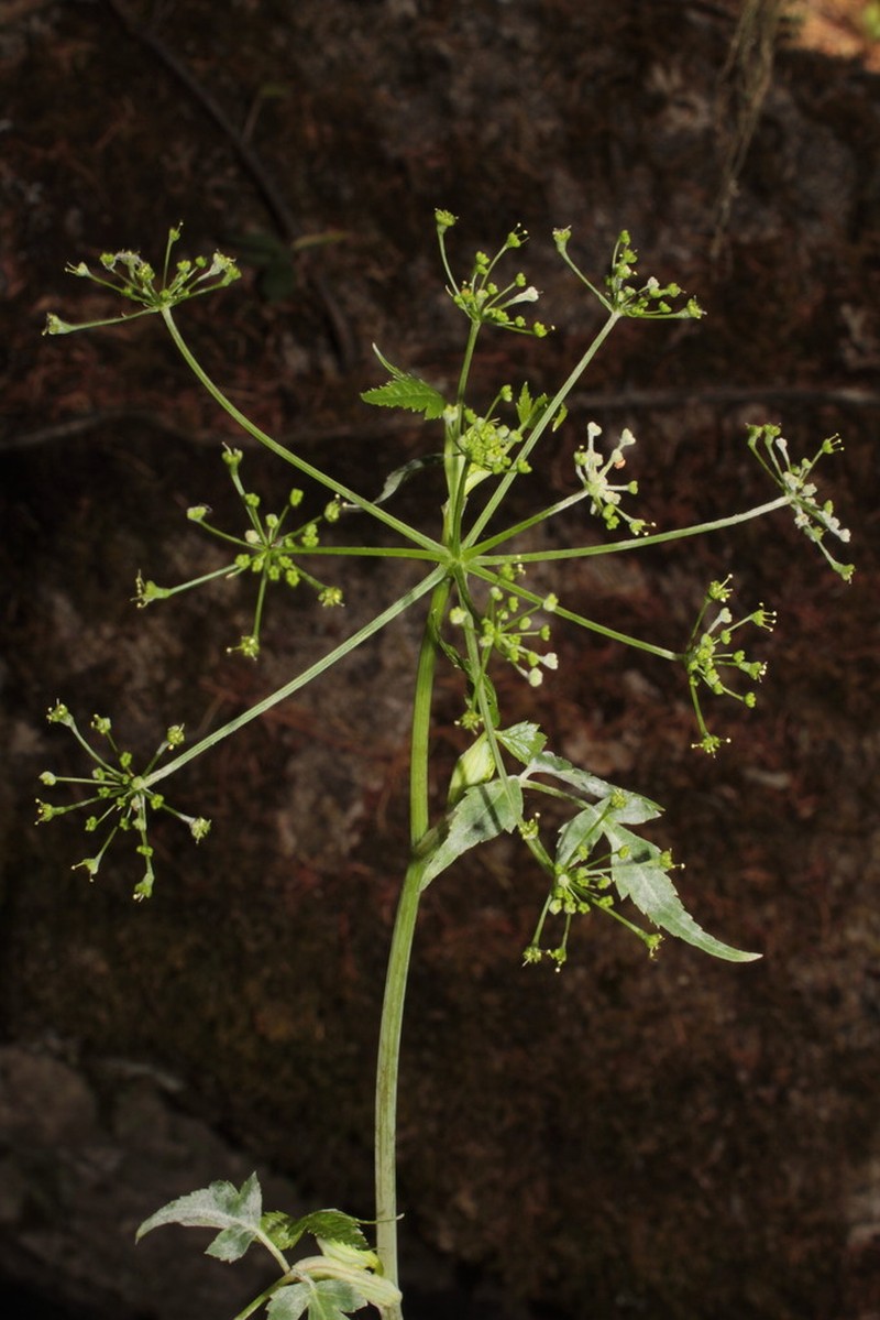 Arracacia filipes photo 3