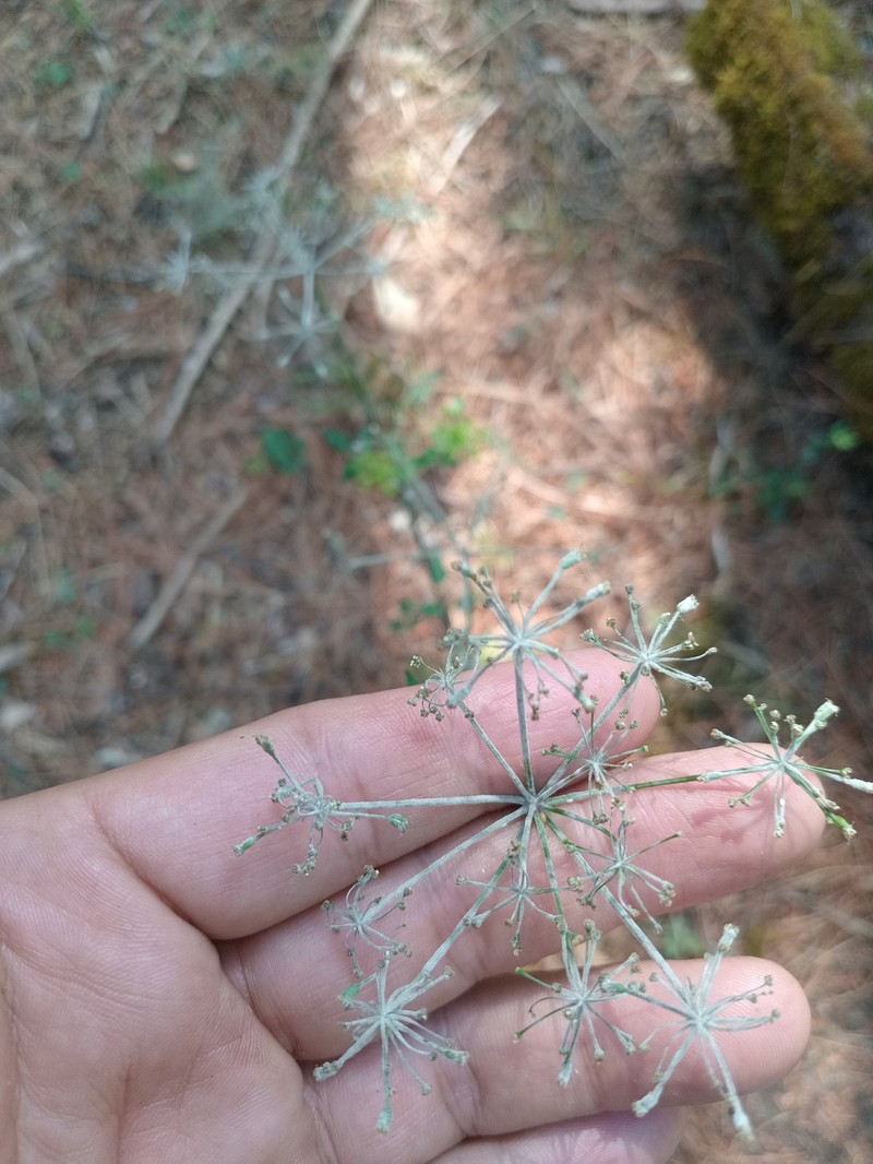 Arracacia filipes photo 6