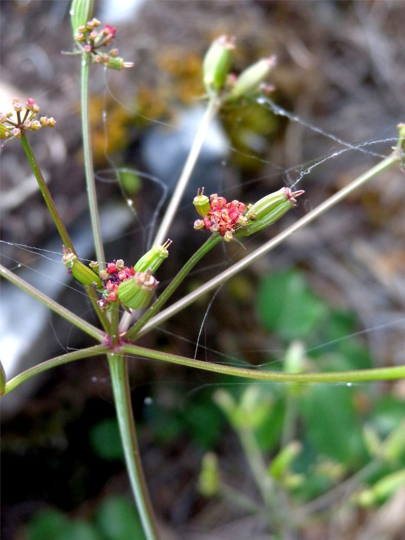 Arracacia meyeri