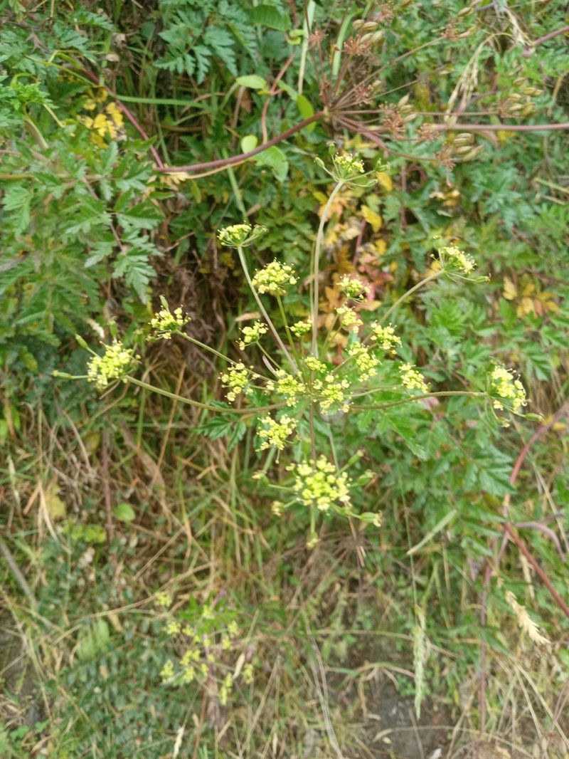 Arracacia moschata photo 2