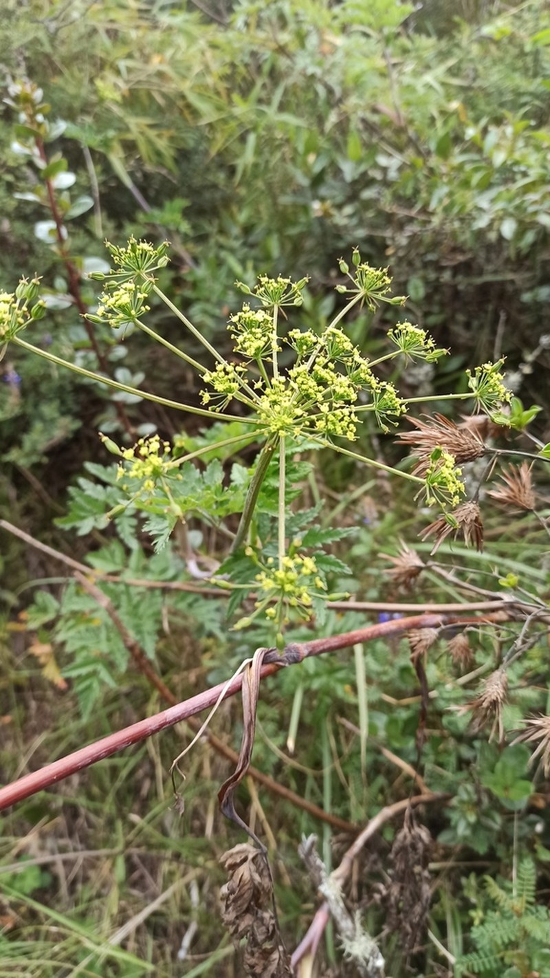 Arracacia moschata photo 3