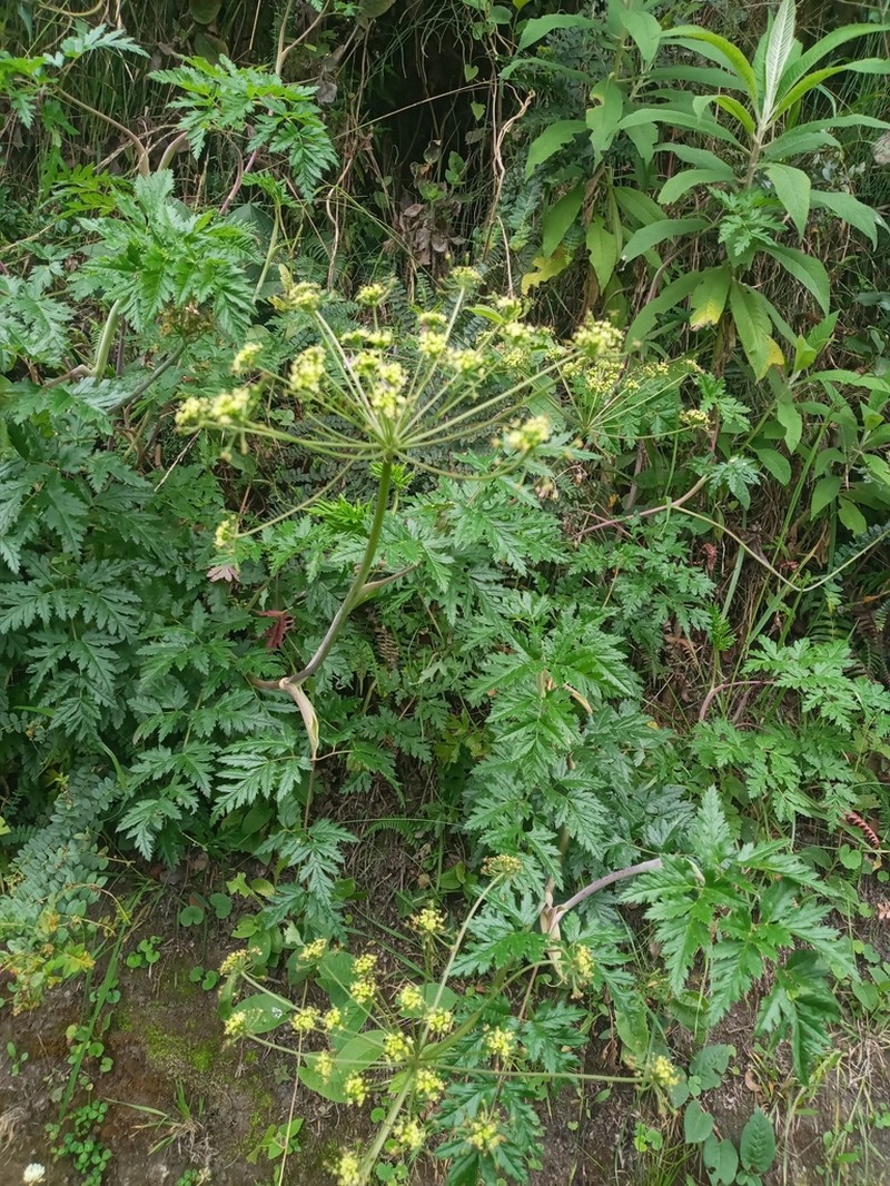 Arracacia moschata photo 4