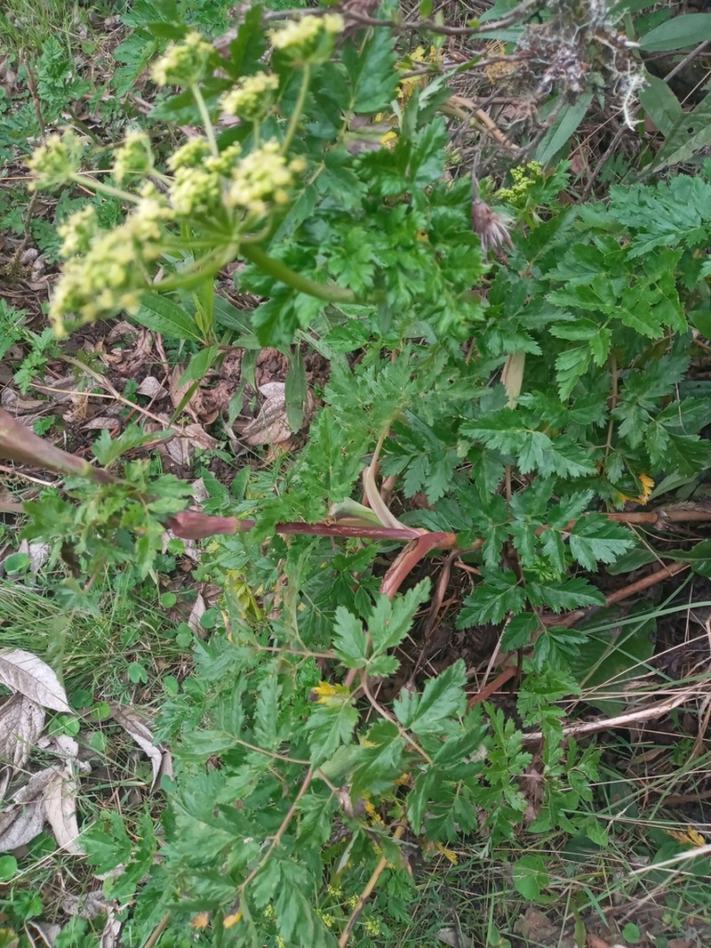 Arracacia moschata photo 5