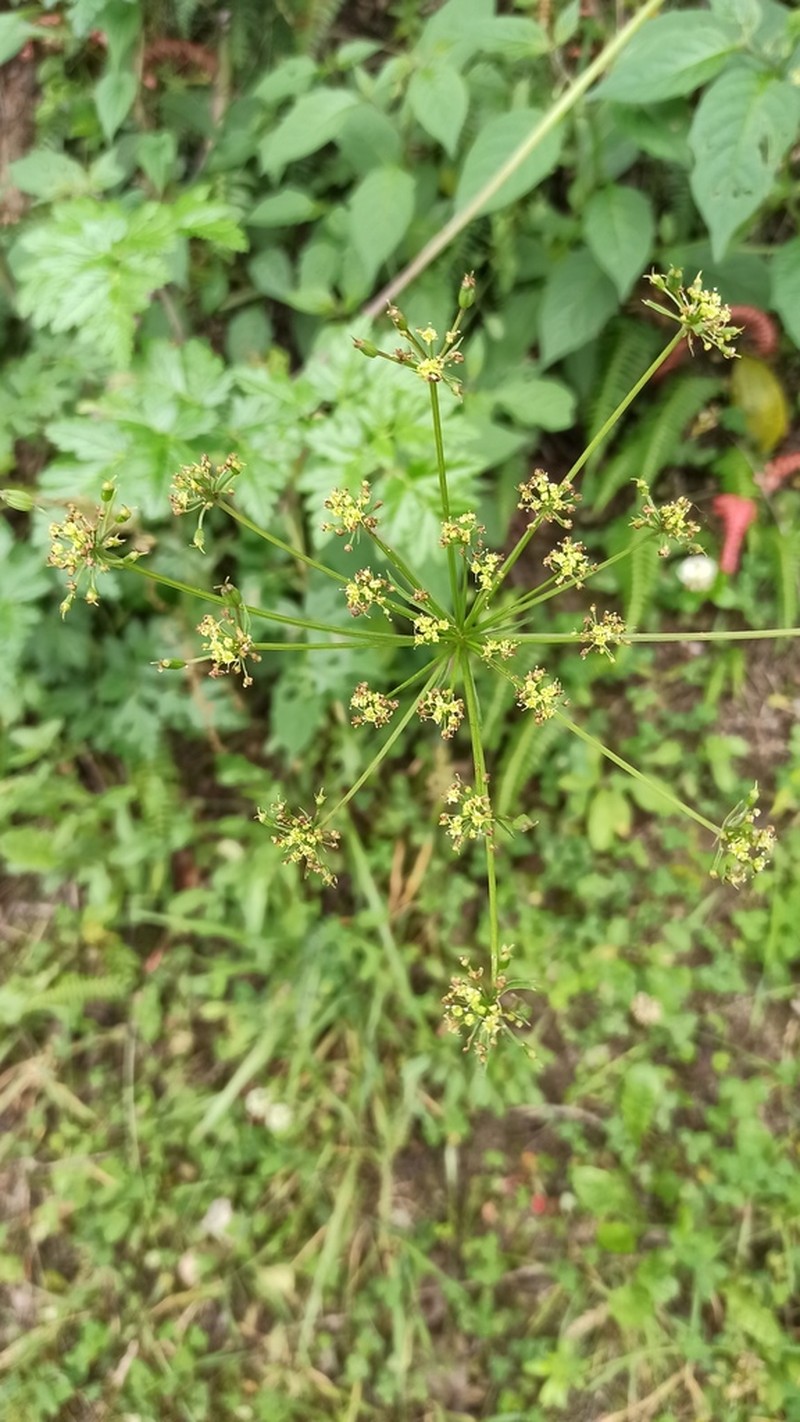 Arracacia moschata photo 6