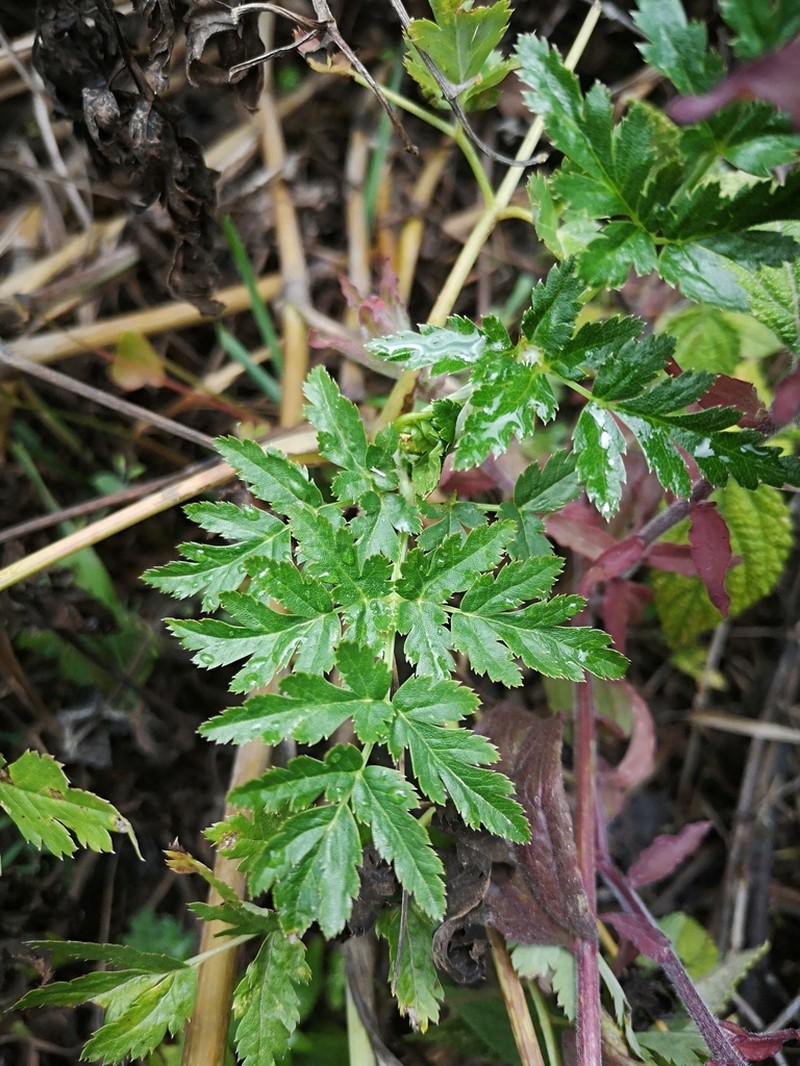 Arracacia moschata photo 7