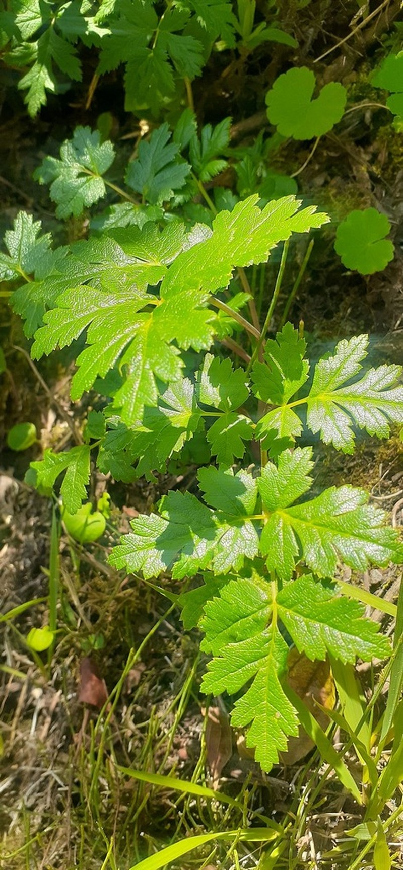 Arracacia moschata photo 8