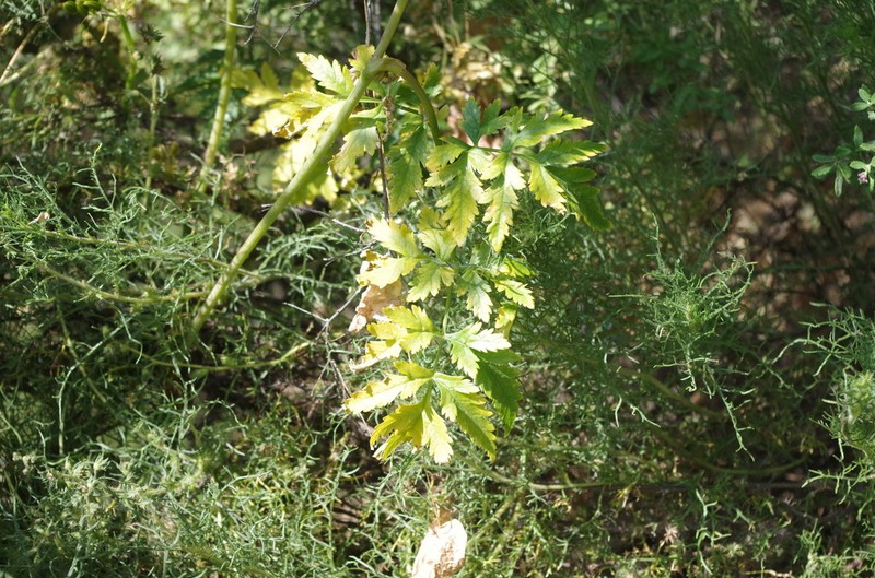 Arracacia peruviana