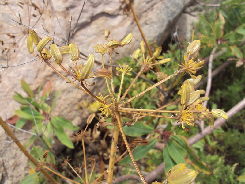 Arracacia peruviana photo 2