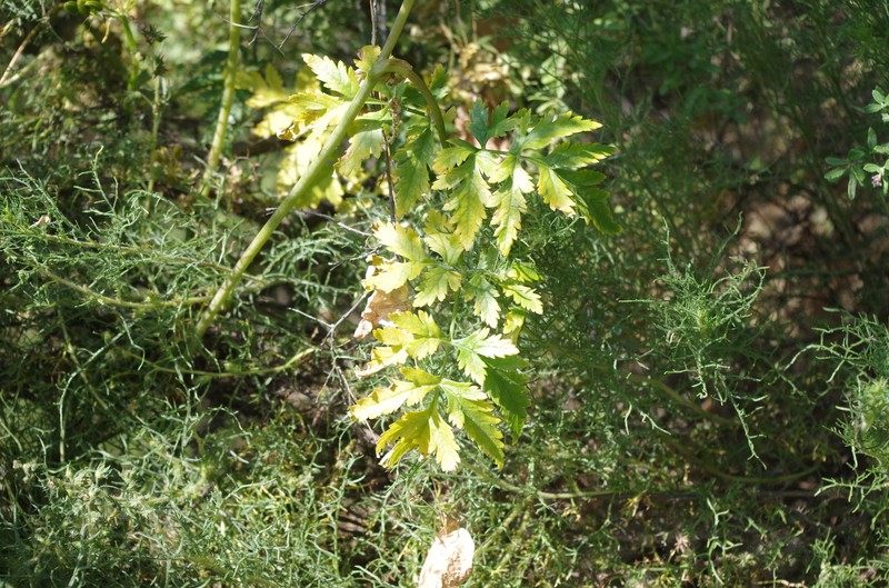 Arracacia peruviana photo 3