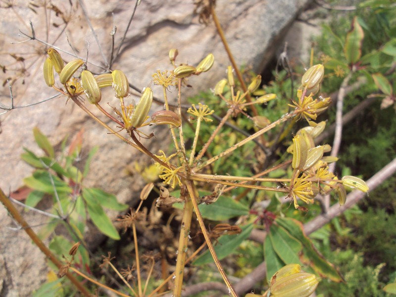 Arracacia peruviana photo 4