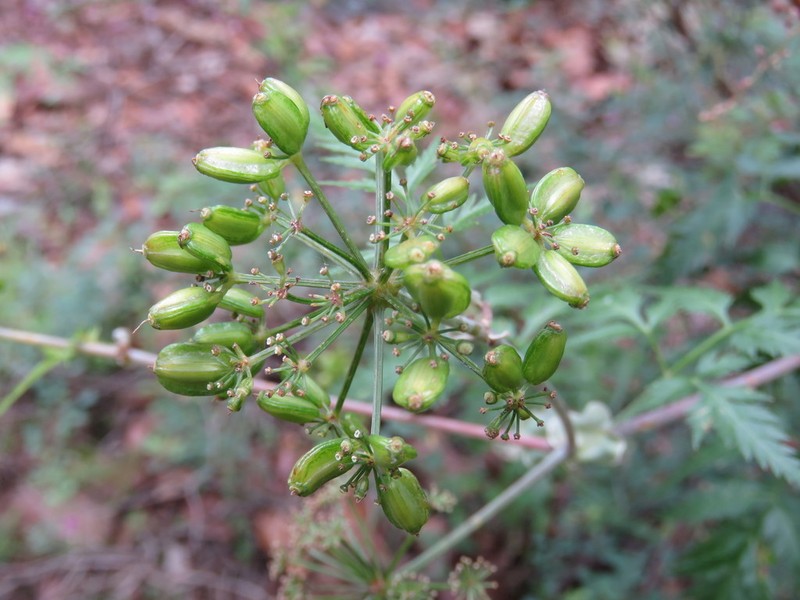 Arracacia pringlei