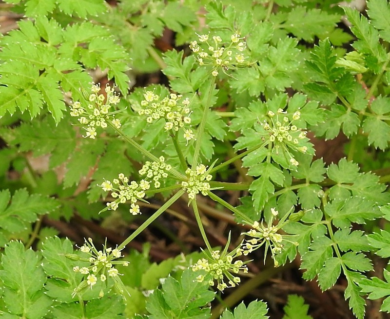 Arracacia pringlei photo 5